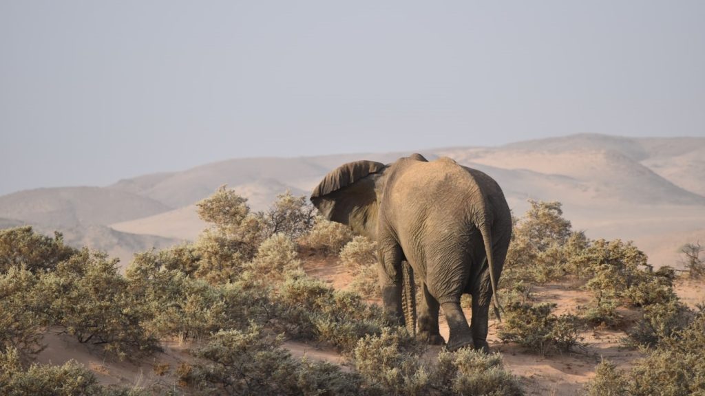 The Ultimate Journey Through Namibia by Private Plane (Small Group)