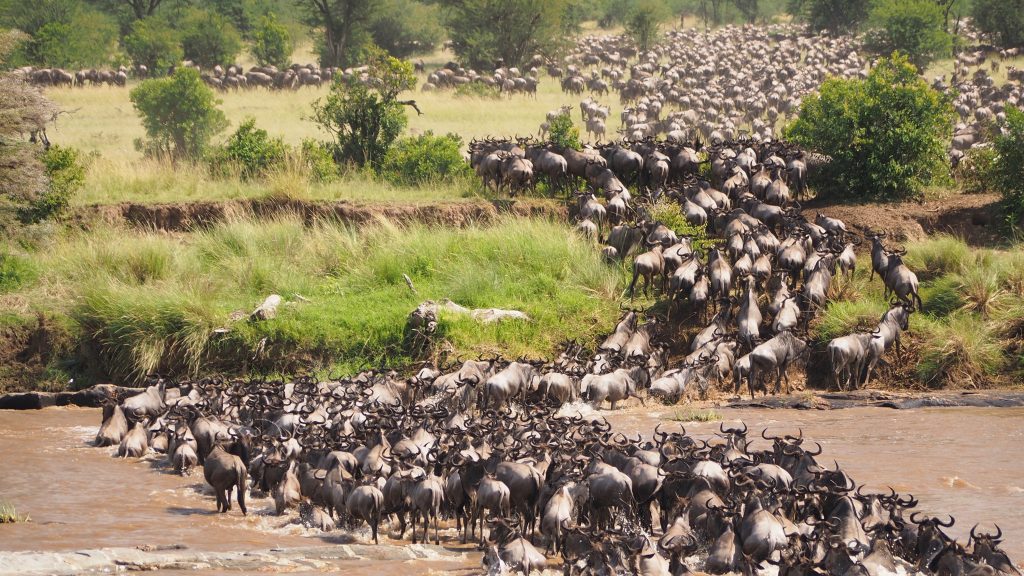 Greg Tepper’s Ultimate Tanzania Migration Adventure (Small Group)
