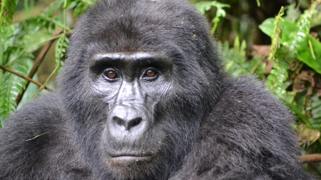 A Private Gorilla Trekking Journey Through Rwanda
